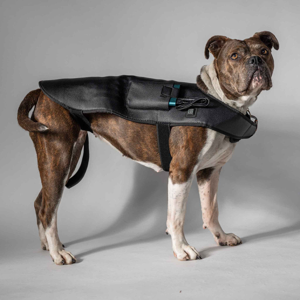 Rødlysterapi Wrap Hund – Stor (264 LED)