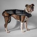 Rødlysterapi Wrap Hund – Stor (264 LED)