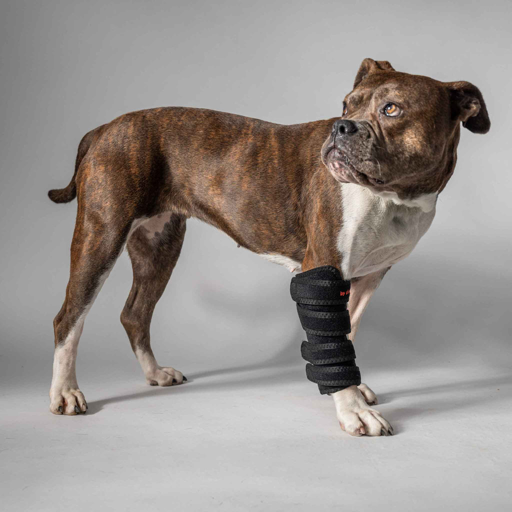 Dog therapy wrap