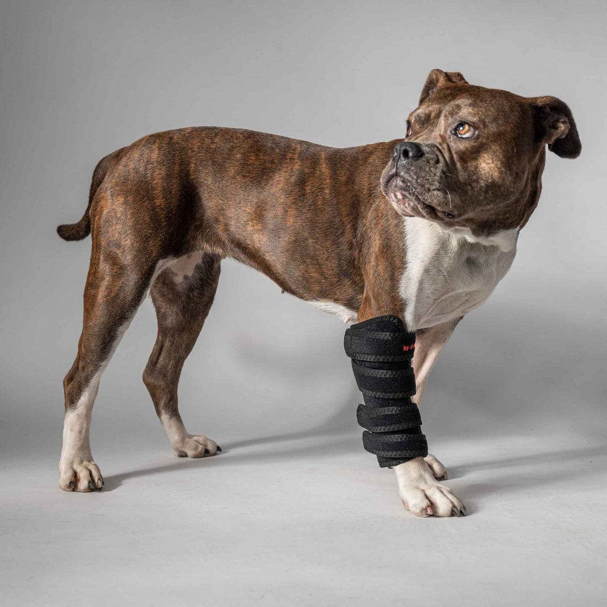Dog therapy wrap
