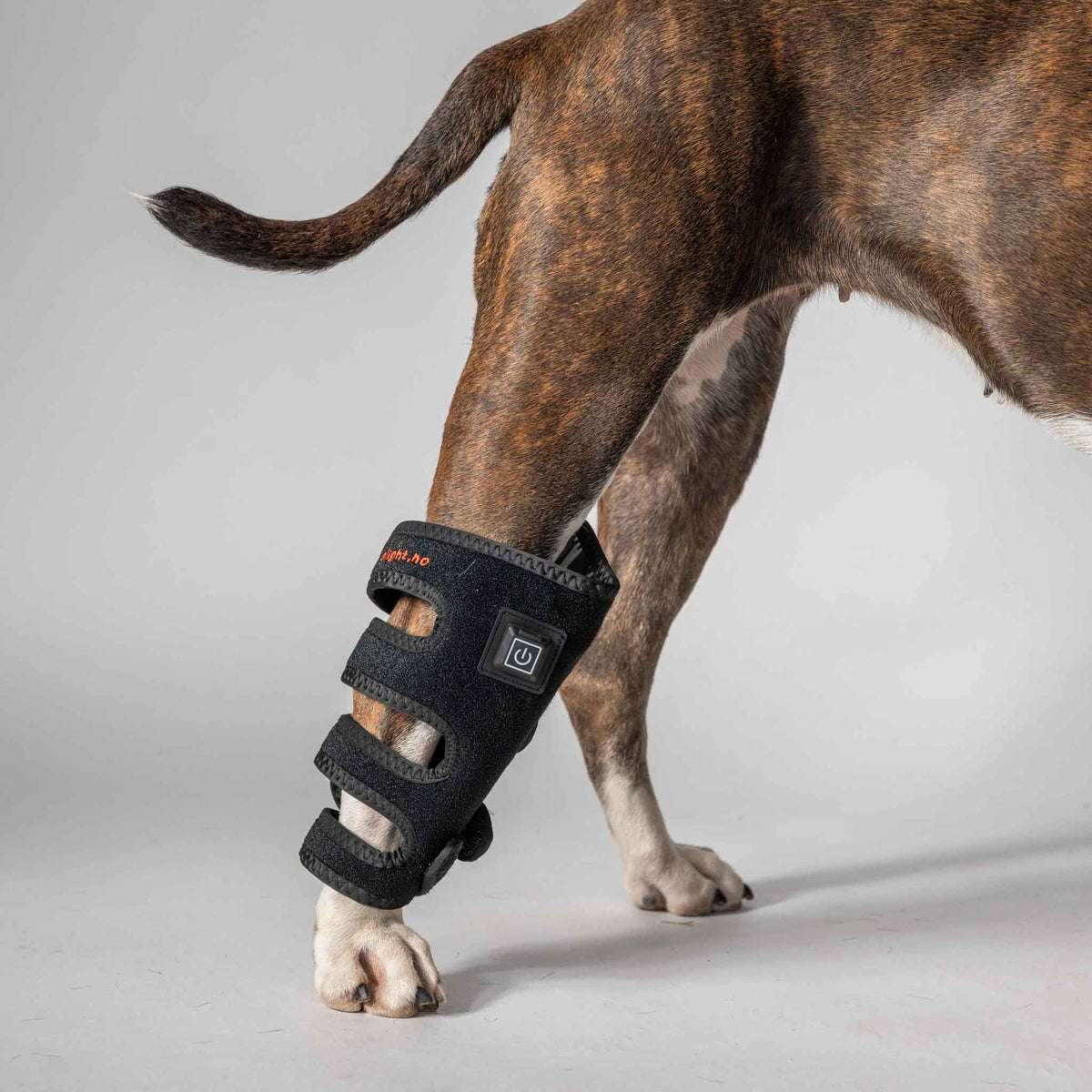 Dog therapy wrap