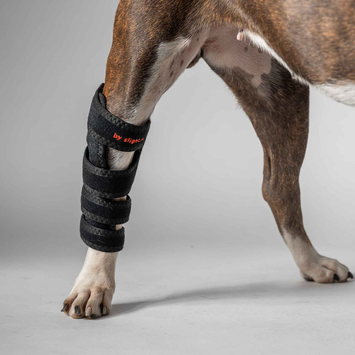 Dog therapy wrap