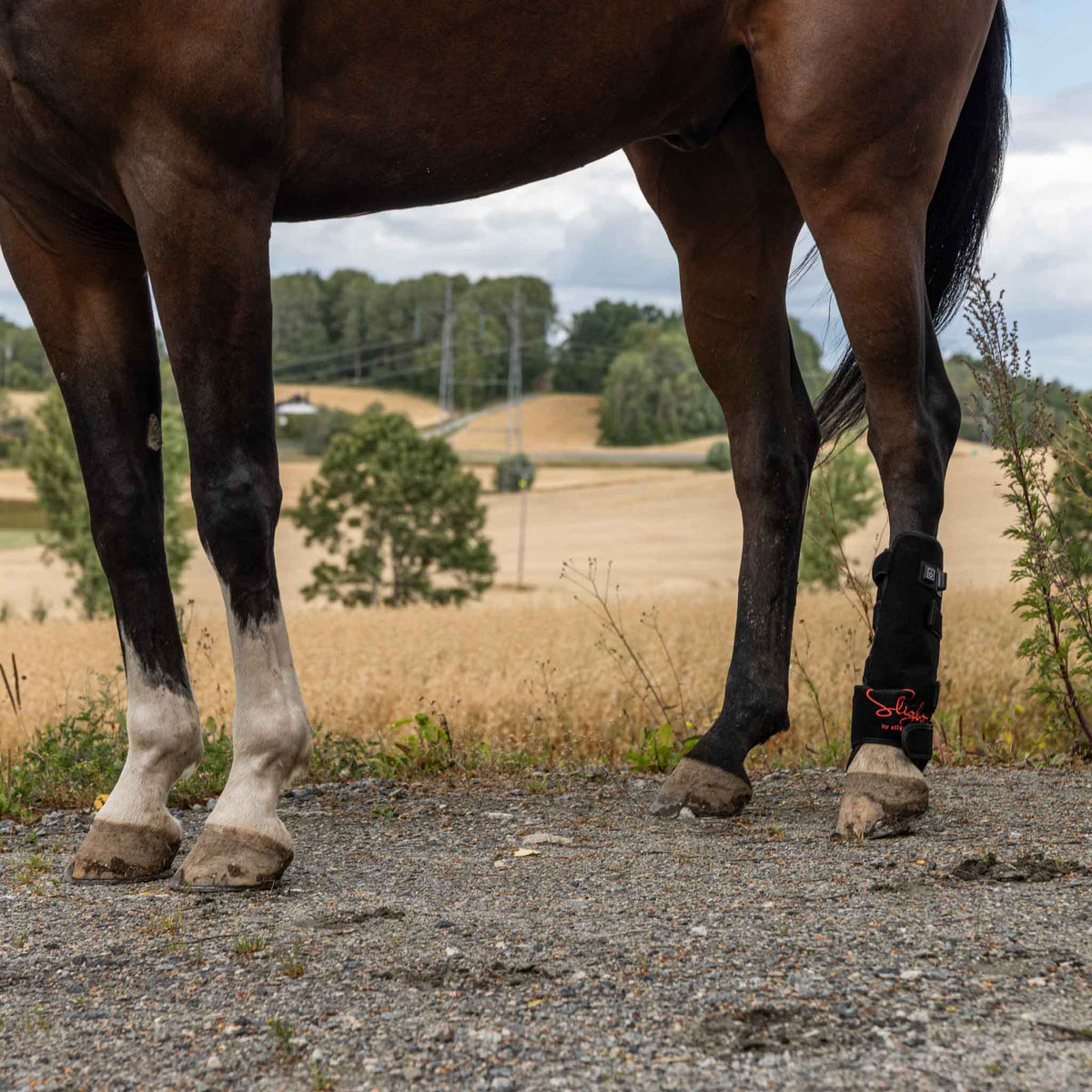 Rødlysterapi Beinbelegg Universal – Hest