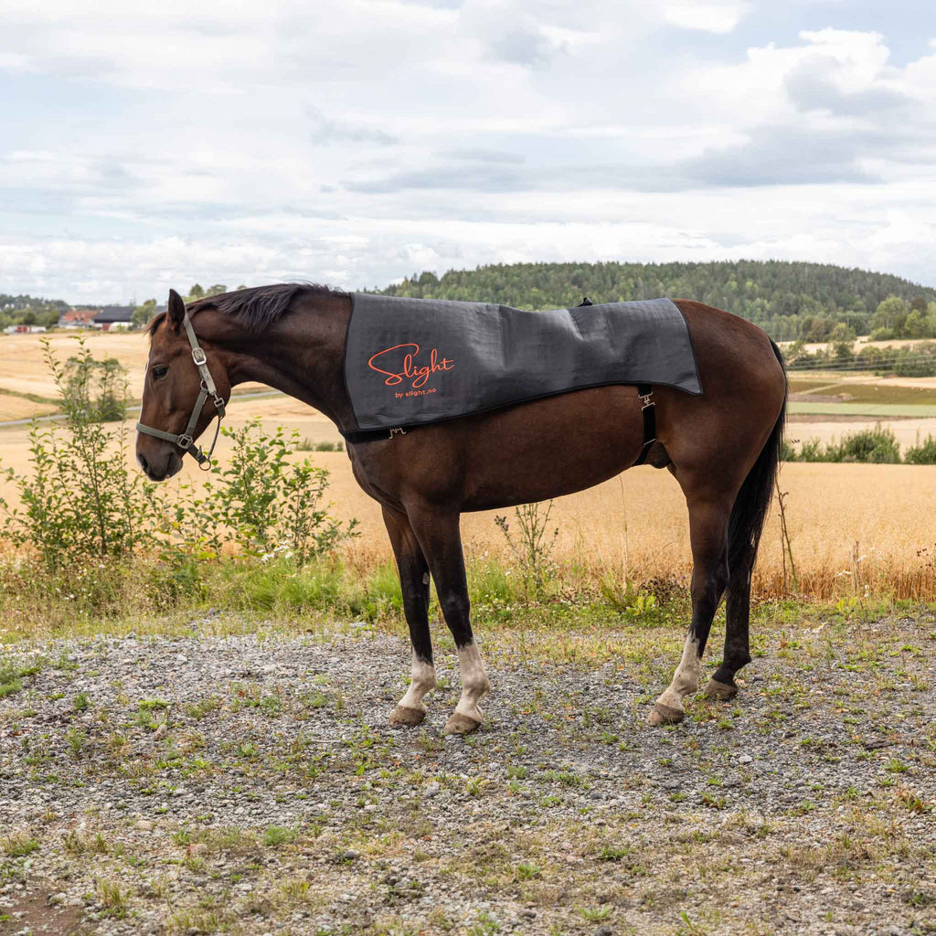 Rødlysterapi for hestens rygg