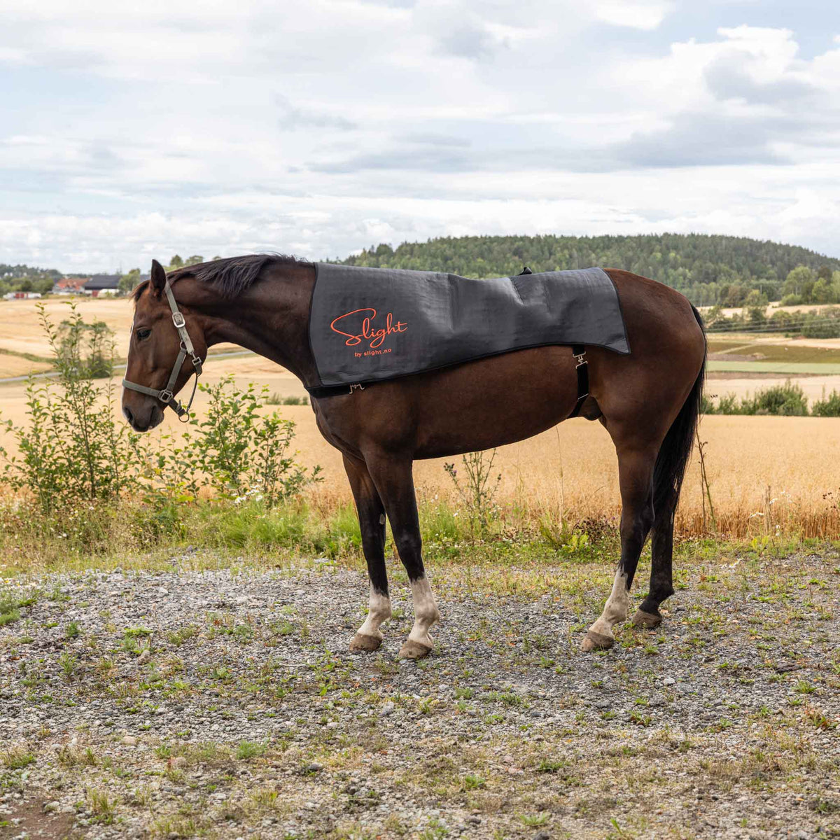 Rødlysterapi for hestens rygg